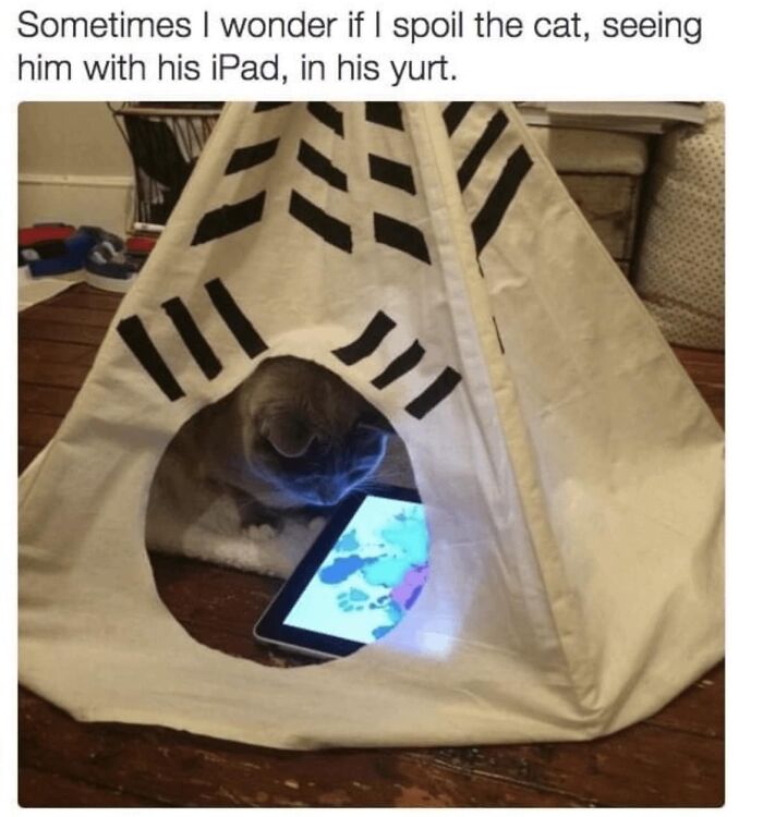 Hilarious-Cat-Jokes-Memes