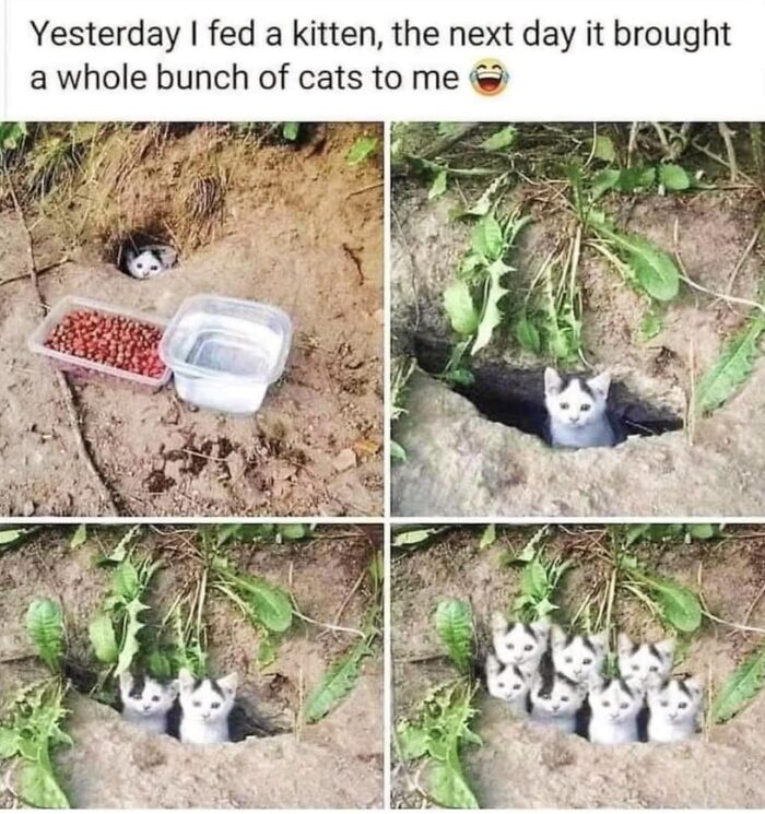 Hilarious-Cat-Jokes-Memes