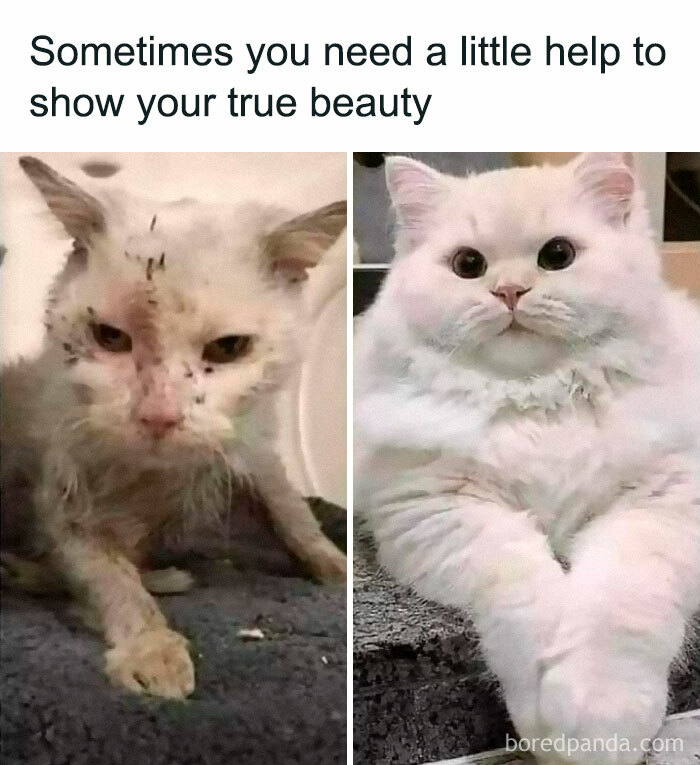 Hilarious-Cat-Jokes-Memes