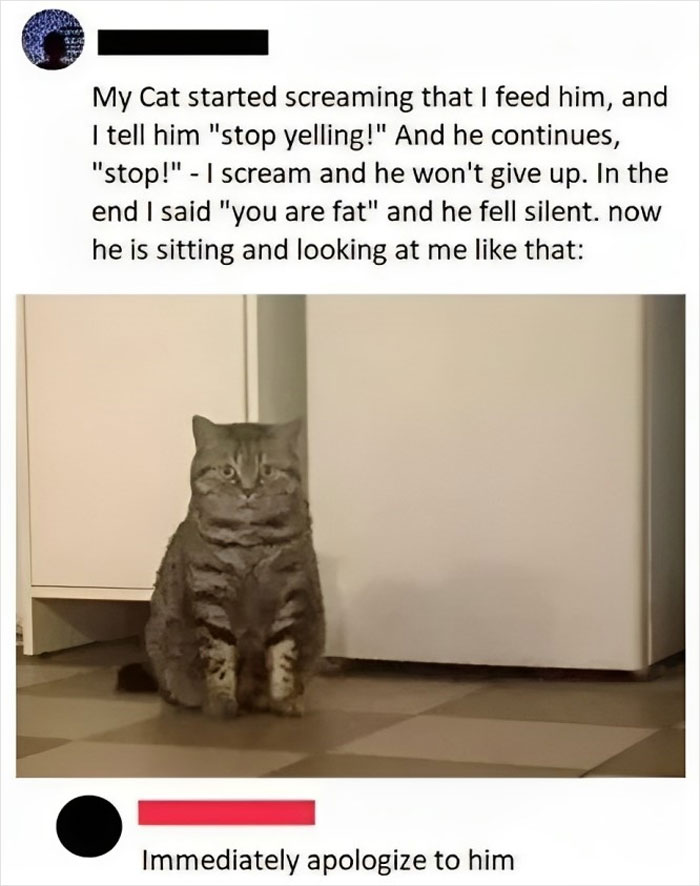 Hilarious-Cat-Jokes-Memes