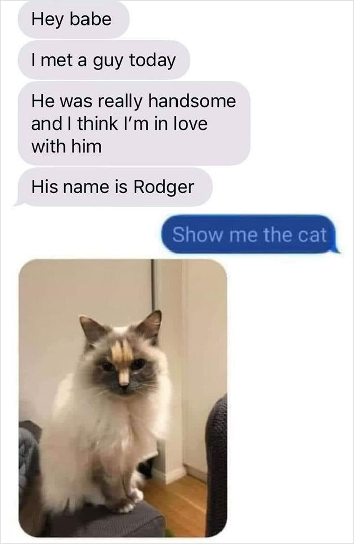 Hilarious-Cat-Jokes-Memes