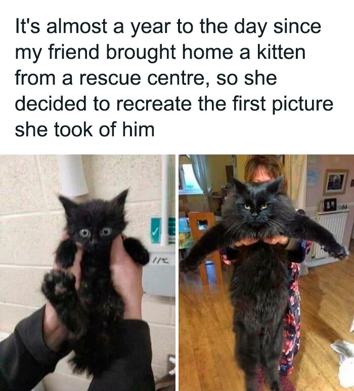 Hilarious-Cat-Jokes-Memes