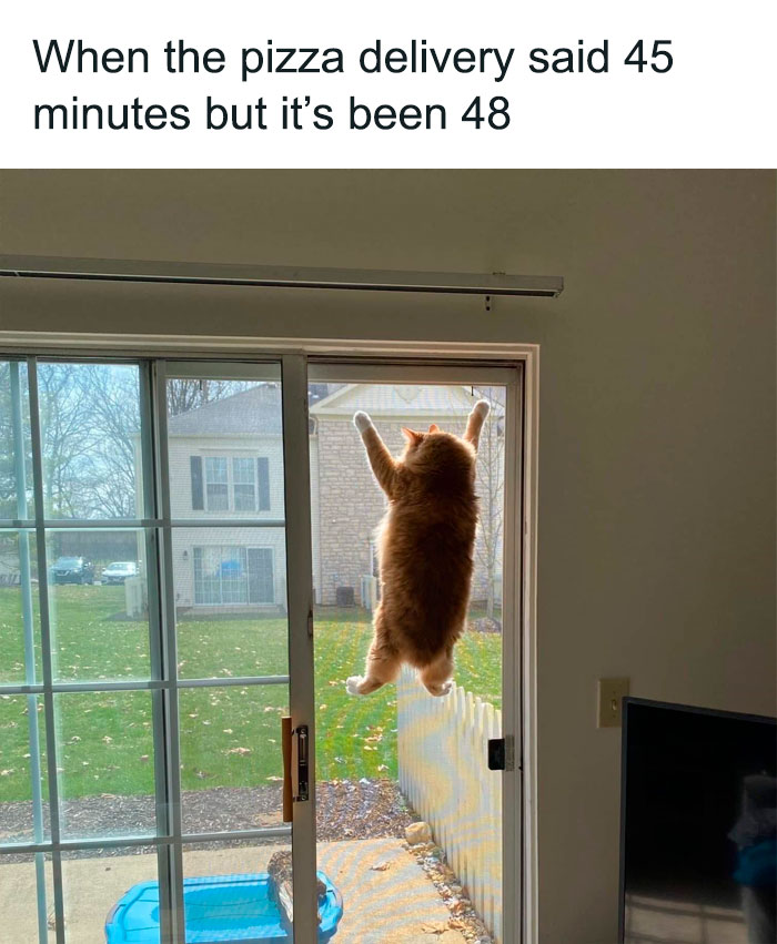 Hilarious-Cat-Jokes-Memes