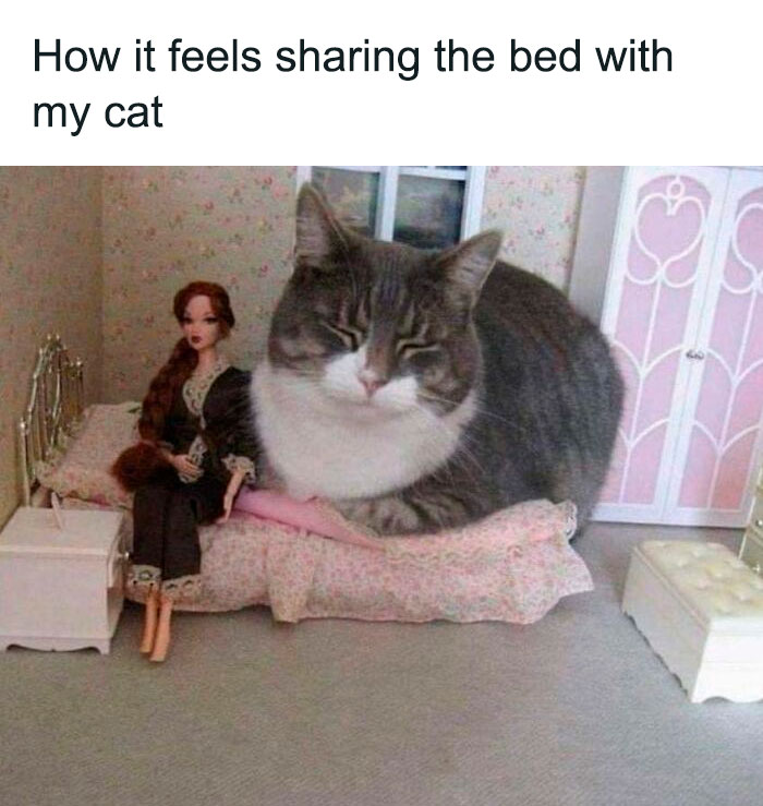 Hilarious-Cat-Jokes-Memes