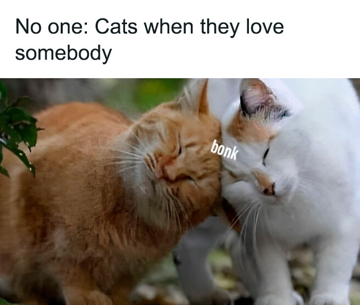 Hilarious-Cat-Jokes-Memes