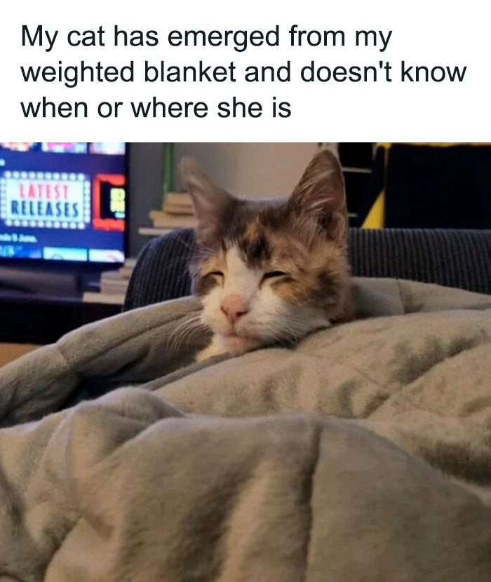 Hilarious-Cat-Jokes-Memes