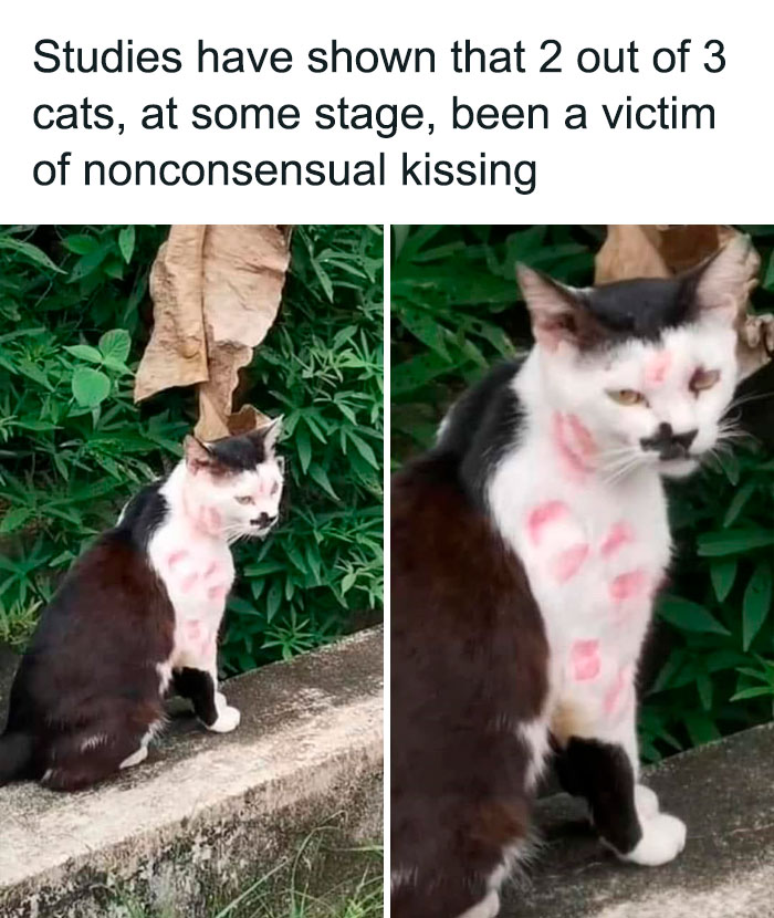 Hilarious-Cat-Jokes-Memes