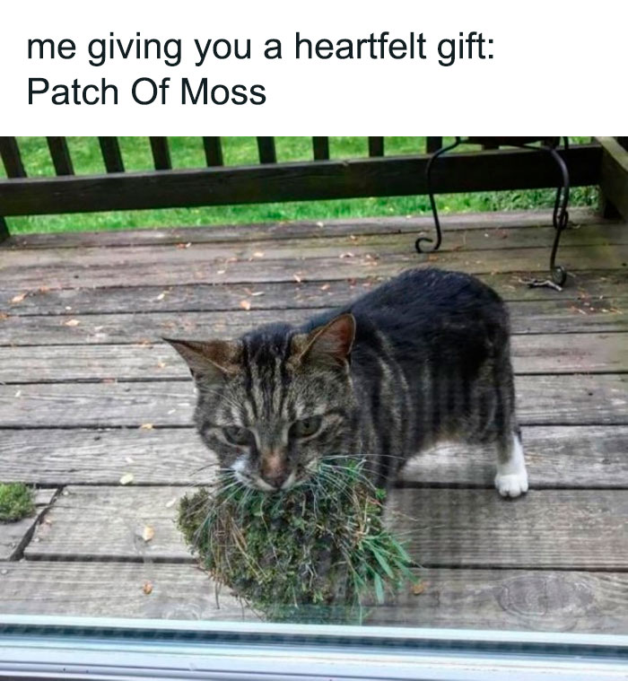 Hilarious-Cat-Jokes-Memes