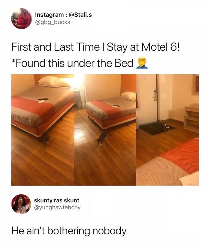 Hilarious-Cat-Jokes-Memes