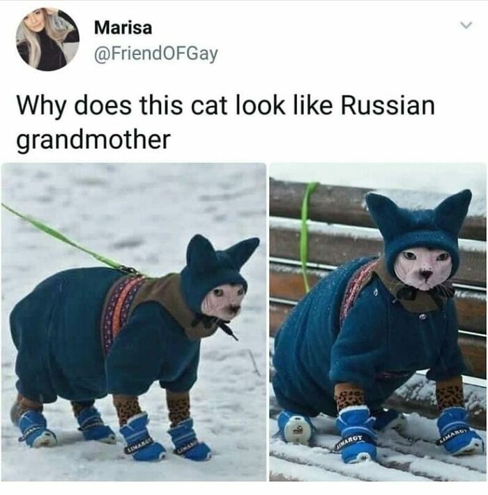 Hilarious-Cat-Jokes-Memes