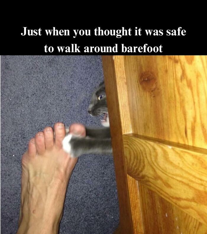 Hilarious-Cat-Jokes-Memes