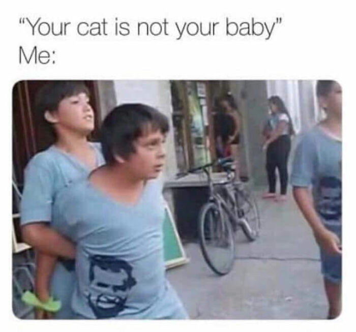 Hilarious-Cat-Jokes-Memes