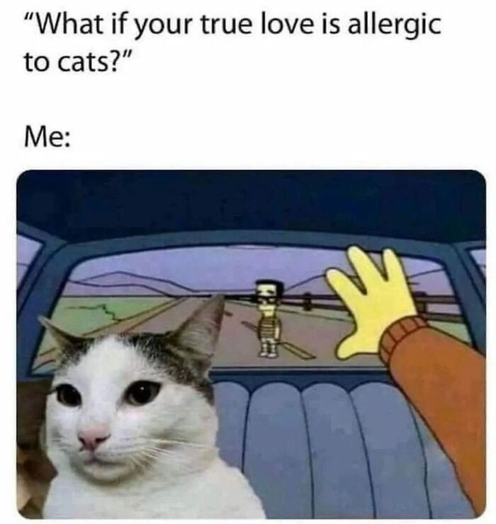 Hilarious-Cat-Jokes-Memes