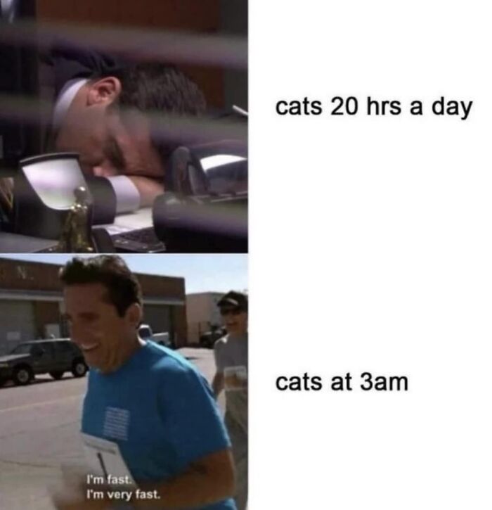 Hilarious-Cat-Jokes-Memes