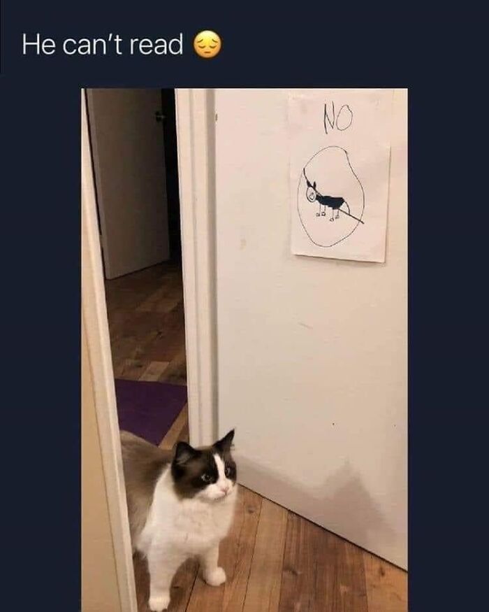 Hilarious-Cat-Jokes-Memes