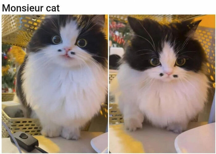 Hilarious-Cat-Jokes-Memes