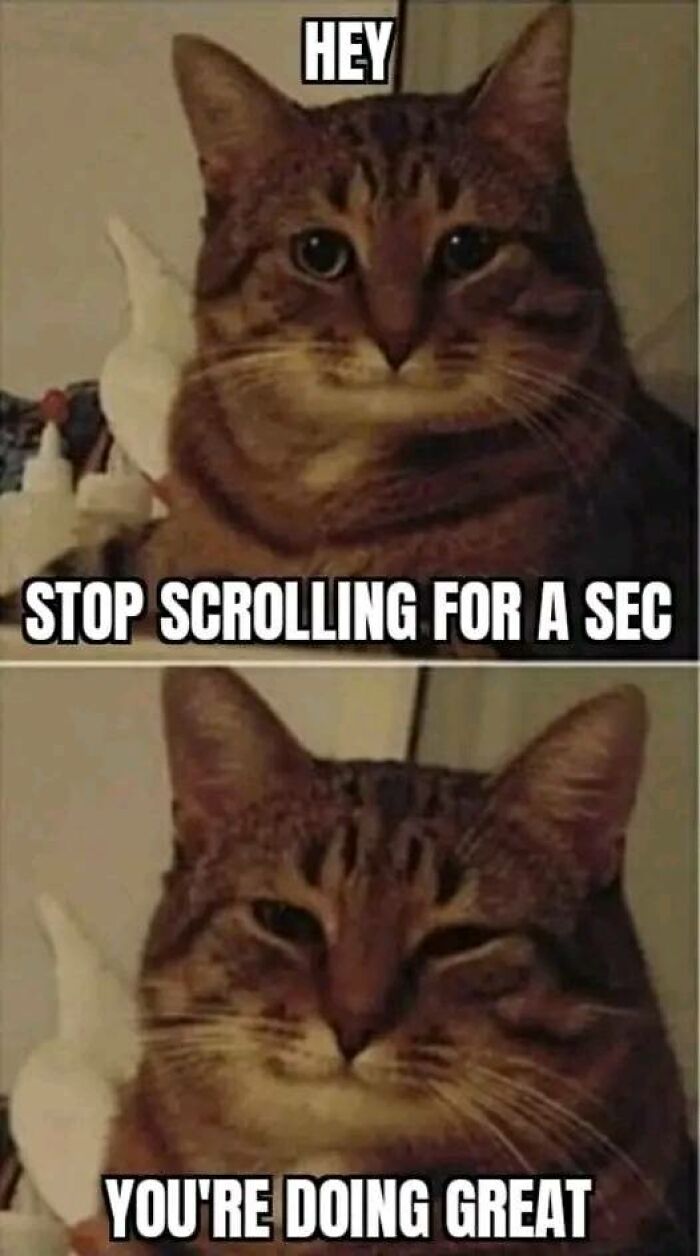 Hilarious-Cat-Jokes-Memes