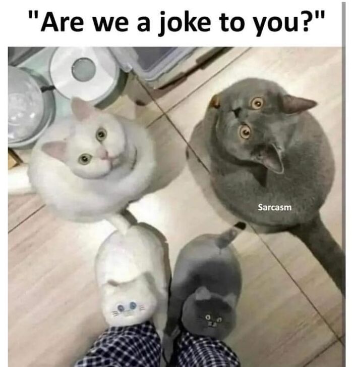 Hilarious-Cat-Jokes-Memes