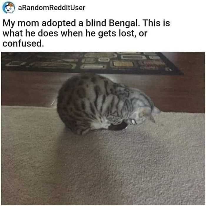 Hilarious-Cat-Jokes-Memes