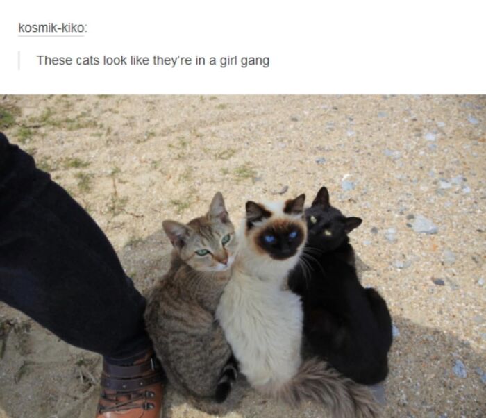 Hilarious-Cat-Jokes-Memes