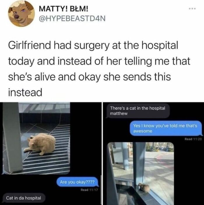 Hilarious-Cat-Jokes-Memes