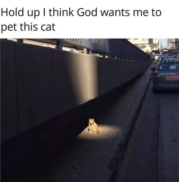 Hilarious-Cat-Jokes-Memes