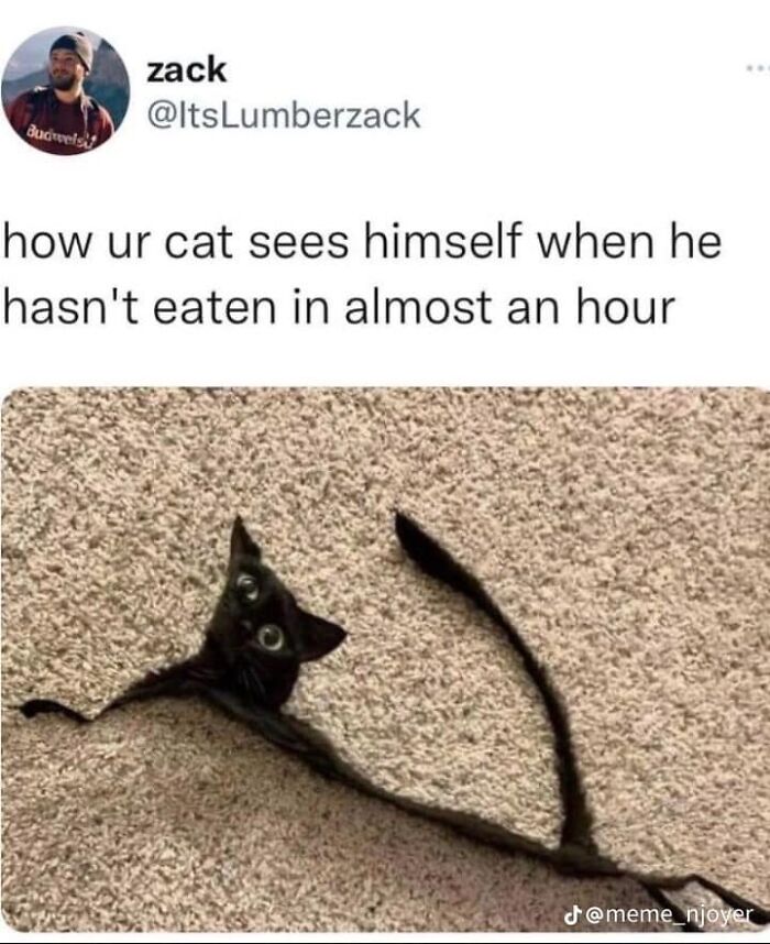 Hilarious-Cat-Jokes-Memes