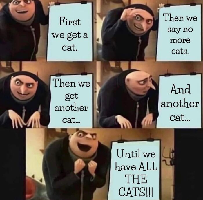 Hilarious-Cat-Jokes-Memes