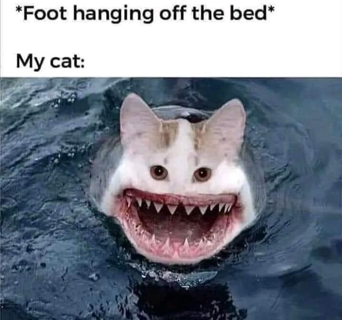 Hilarious-Cat-Jokes-Memes