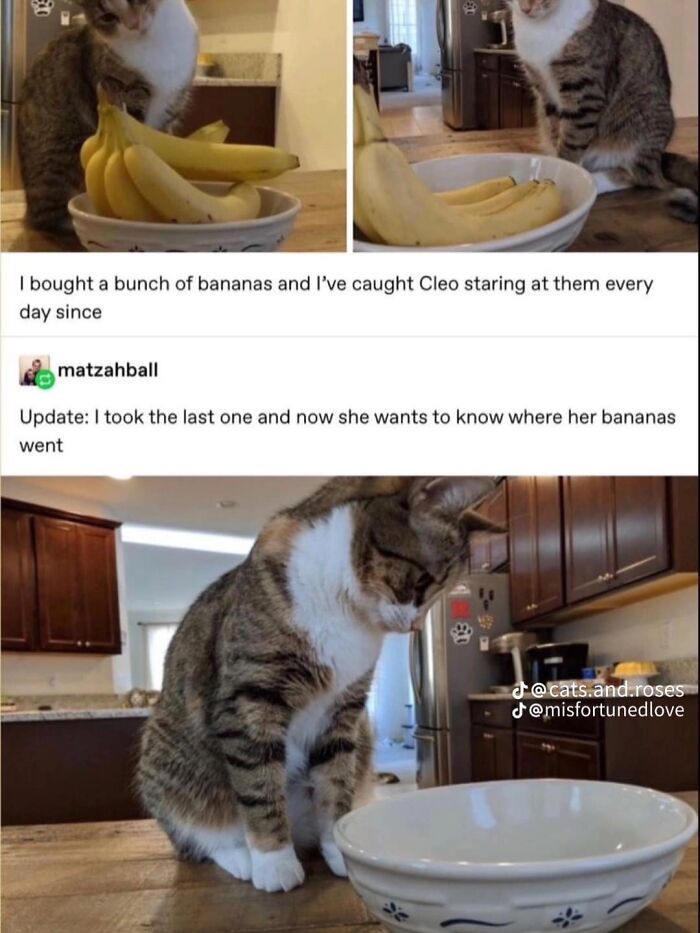 Hilarious-Cat-Jokes-Memes