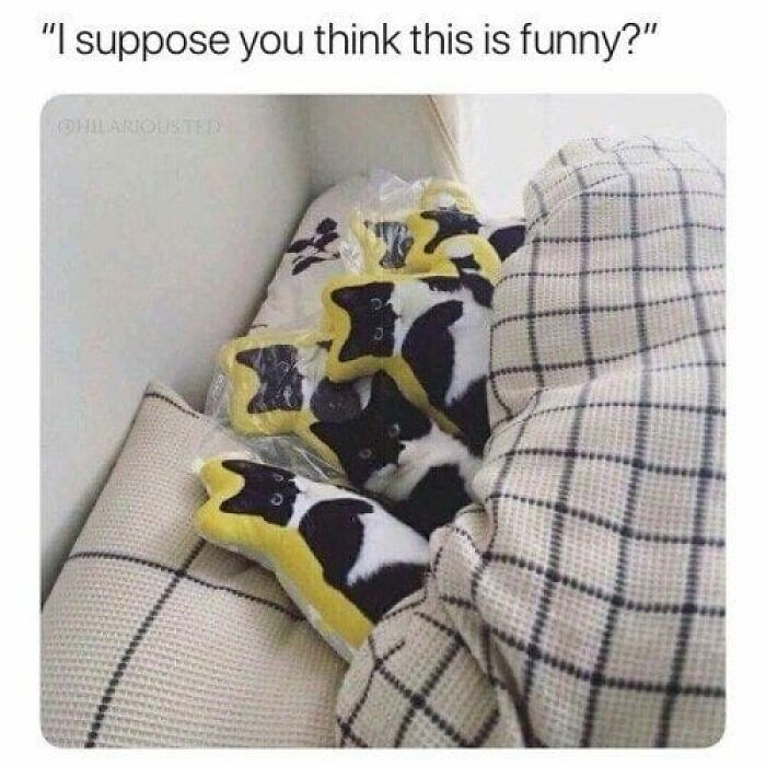 Hilarious-Cat-Jokes-Memes