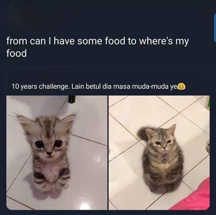 Hilarious-Cat-Jokes-Memes