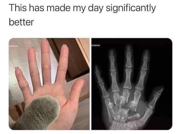 Hilarious-Cat-Jokes-Memes