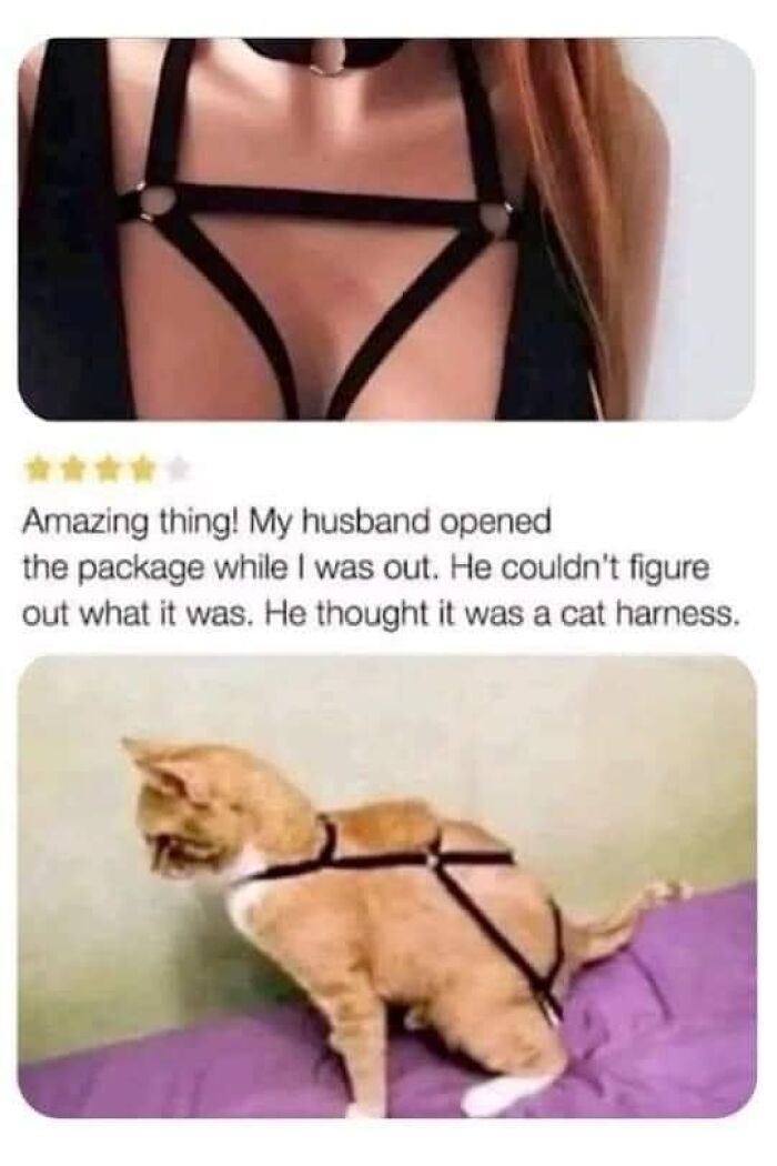 Hilarious-Cat-Jokes-Memes