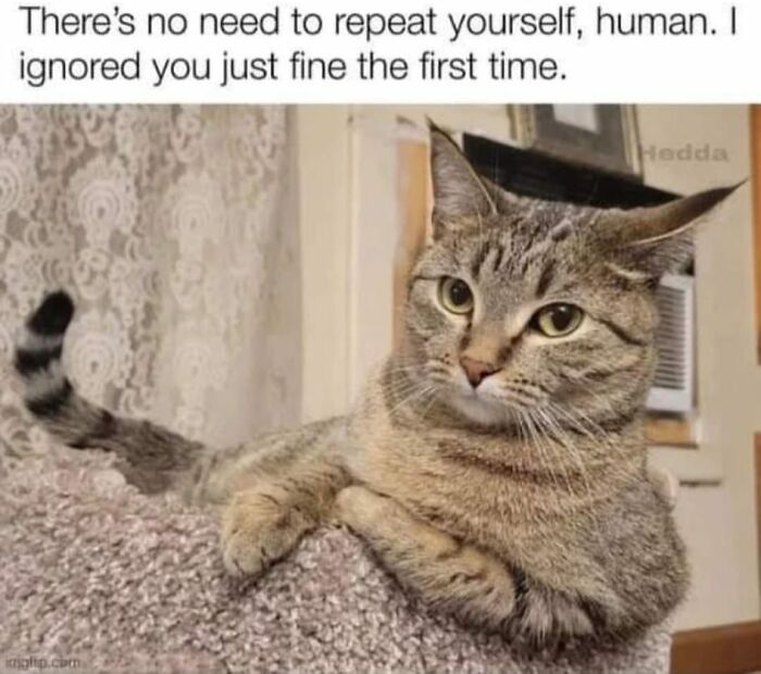 Hilarious-Cat-Jokes-Memes