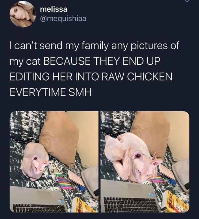 Hilarious-Cat-Jokes-Memes