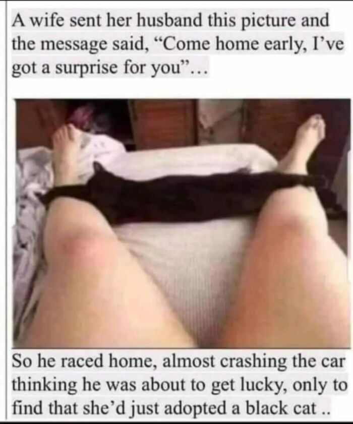 Hilarious-Cat-Jokes-Memes