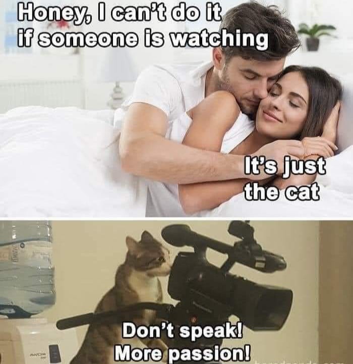 Hilarious-Cat-Jokes-Memes