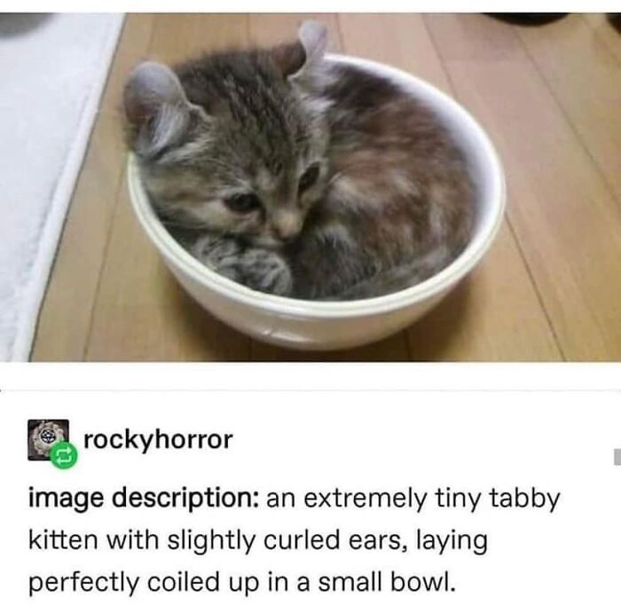 Hilarious-Cat-Jokes-Memes