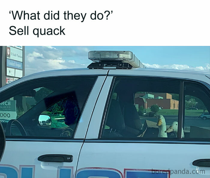 Police car with duck toys inside, captioned "What did they do? Sell quack." Perfect for pun enthusiasts.