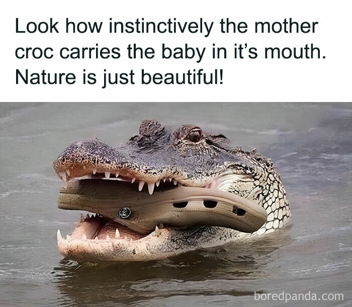 Crocodile humor with a shoe resembling a baby in its mouth for pun enthusiasts.