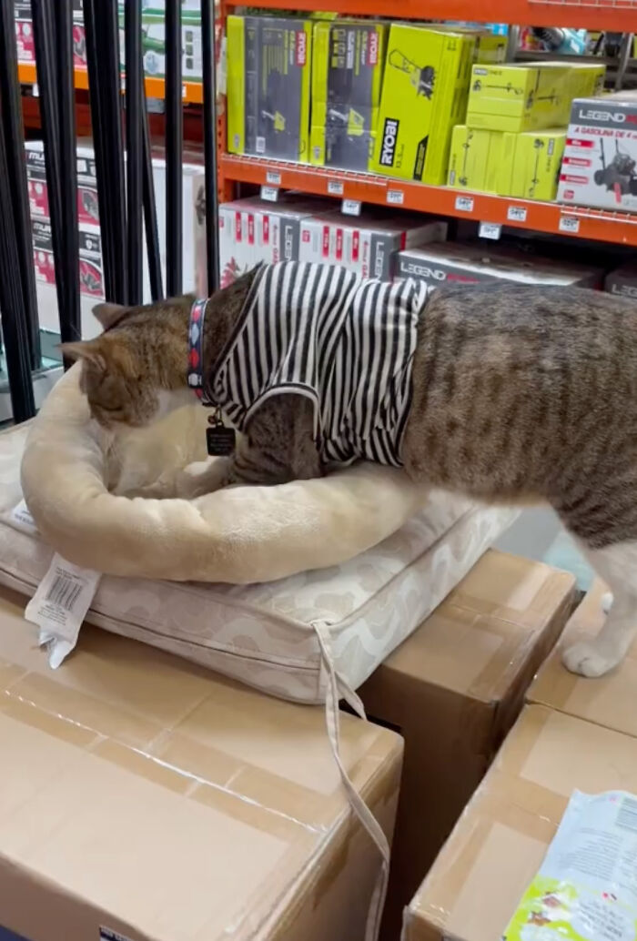 People Can’t Get Enough Of This Adorable Cat Living And Working At Home Depot People Can’t Get Enough Of This Adorable Cat Living And Working At Home Depot