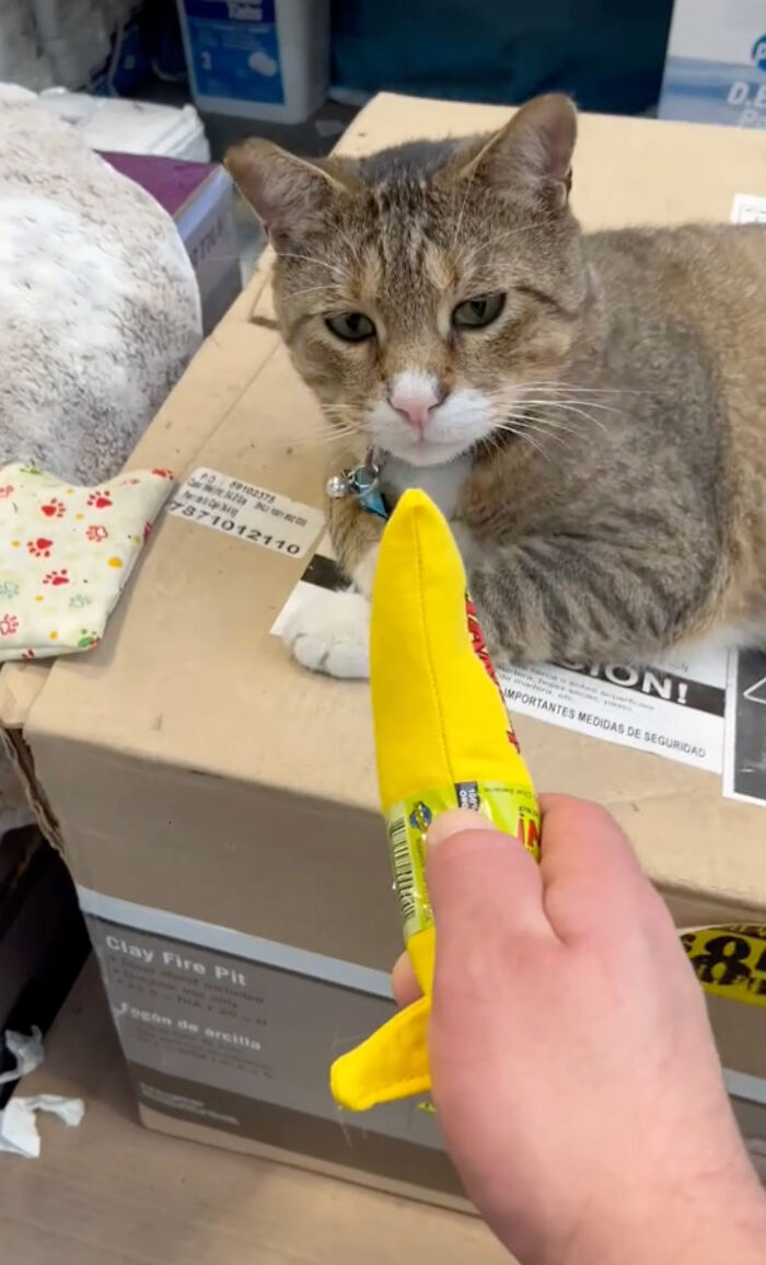 People Can’t Get Enough Of This Adorable Cat Living And Working At Home Depot People Can’t Get Enough Of This Adorable Cat Living And Working At Home Depot