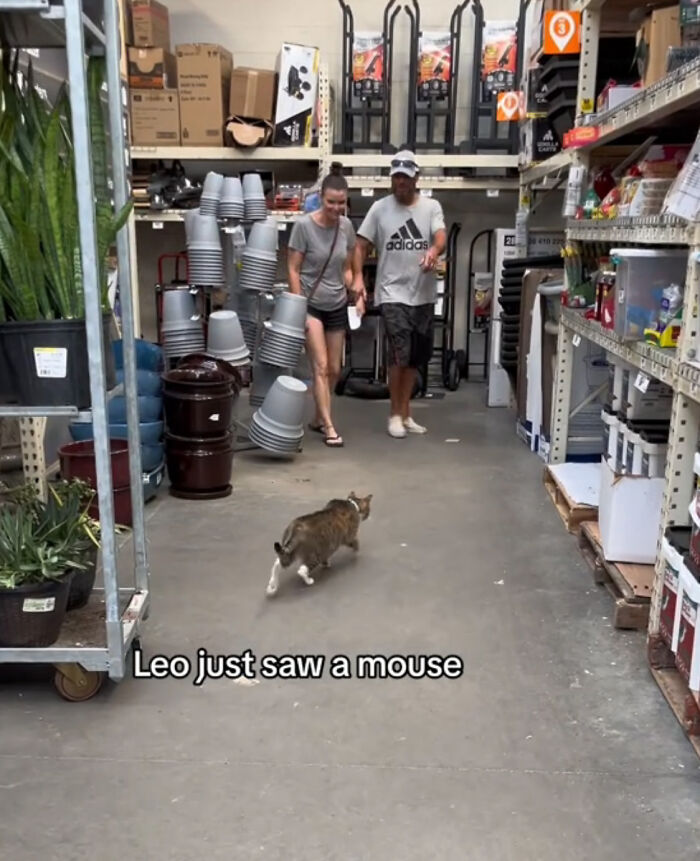 People Can’t Get Enough Of This Adorable Cat Living And Working At Home Depot People Can’t Get Enough Of This Adorable Cat Living And Working At Home Depot