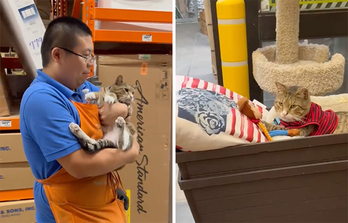 People Can’t Get Enough Of This Adorable Cat Living And Working At Home Depot