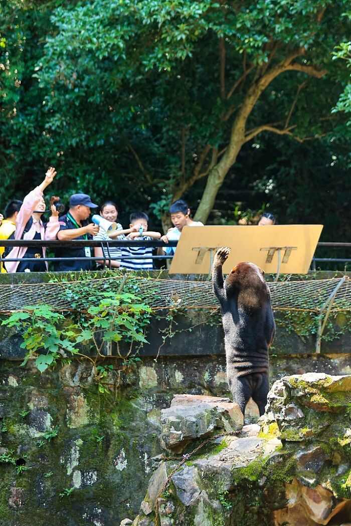 People Cannot Stop Arguing Whether Sun Bears Are Humans In Costumes