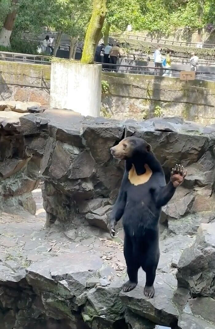 People Cannot Stop Arguing Whether Sun Bears Are Humans In Costumes