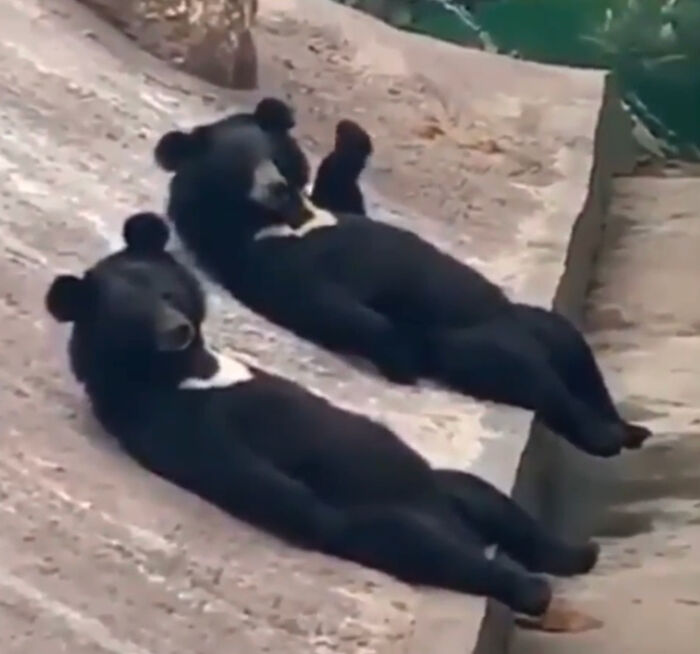 People Cannot Stop Arguing Whether Sun Bears Are Humans In Costumes