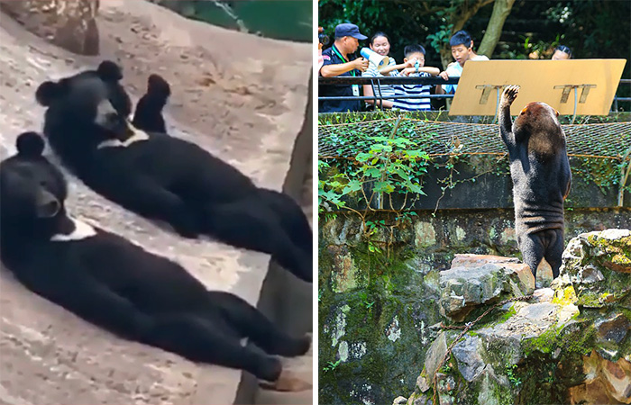 People Cannot Stop Arguing Whether Sun Bears Are Humans In Costumes