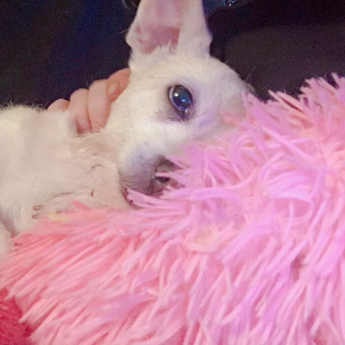 Rip Mollie... She Is Now At The Rainbow Bridge🥺♥️♥️